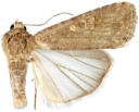 : Spodoptera exigua.