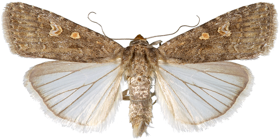 : Spodoptera exigua.