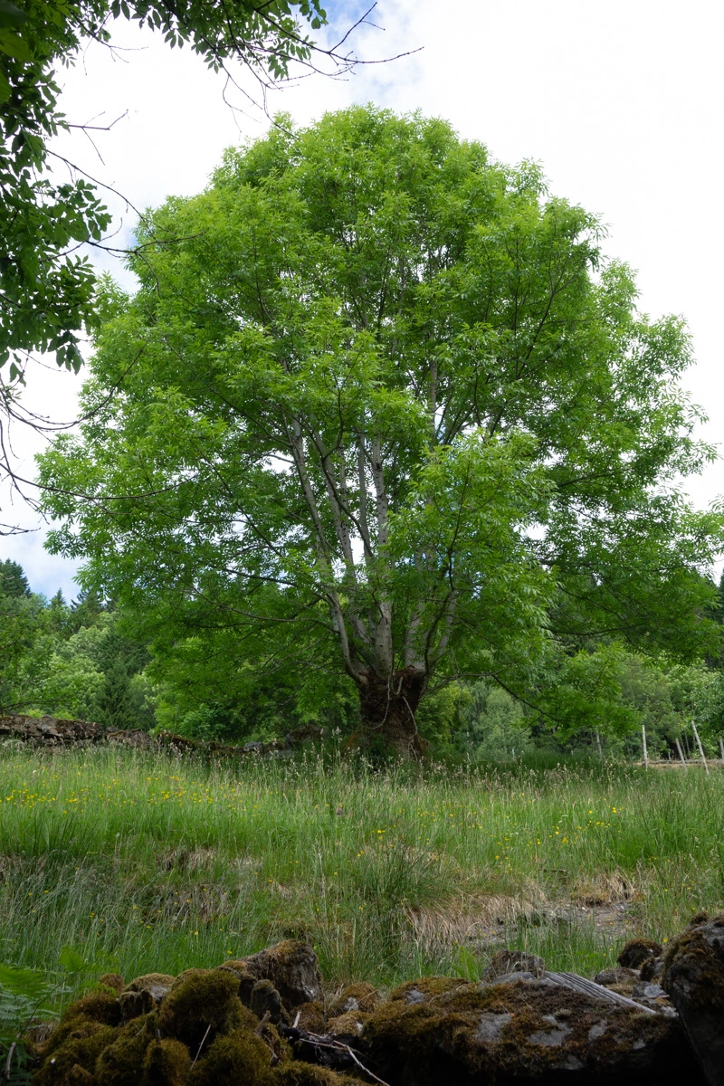 : Fraxinus excelsior.