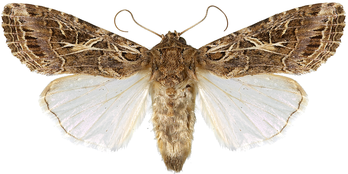 : Spodoptera littoralis.