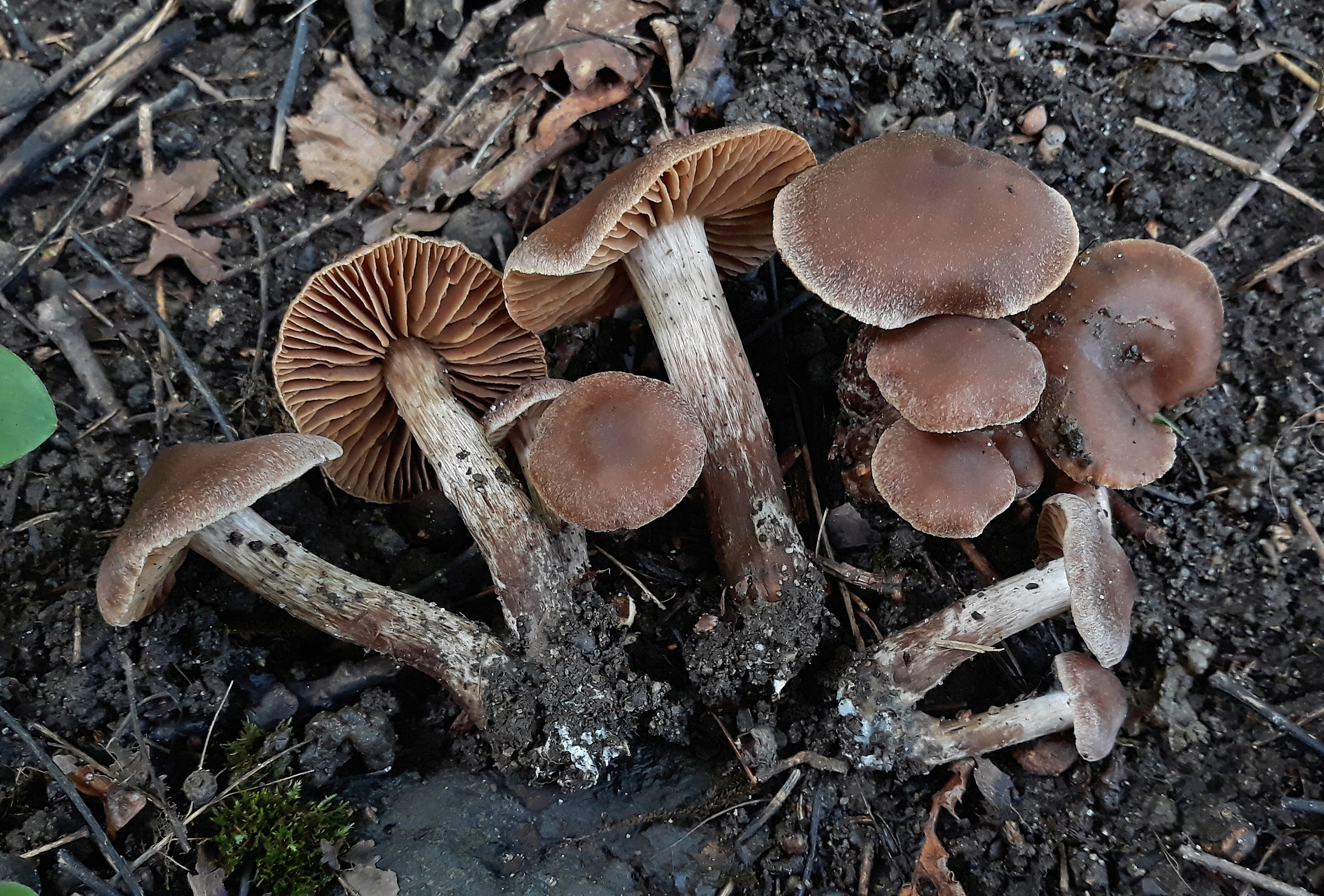 : Cortinarius fuscoumbrinus.