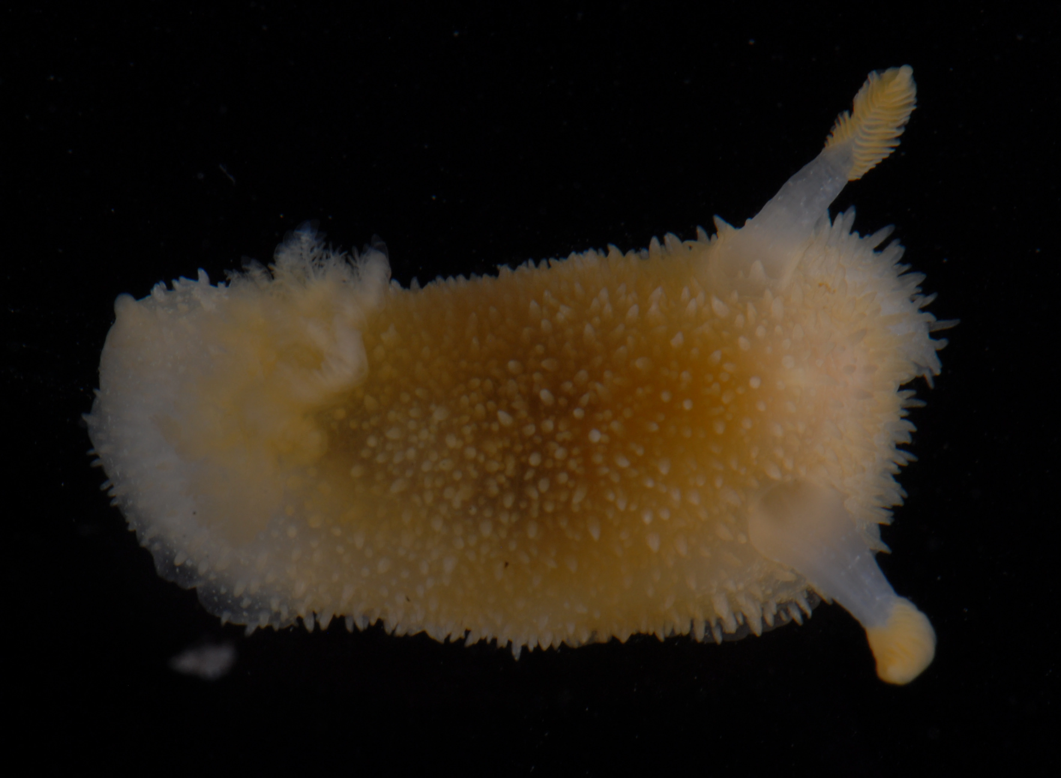 : Acanthodoris pilosa.