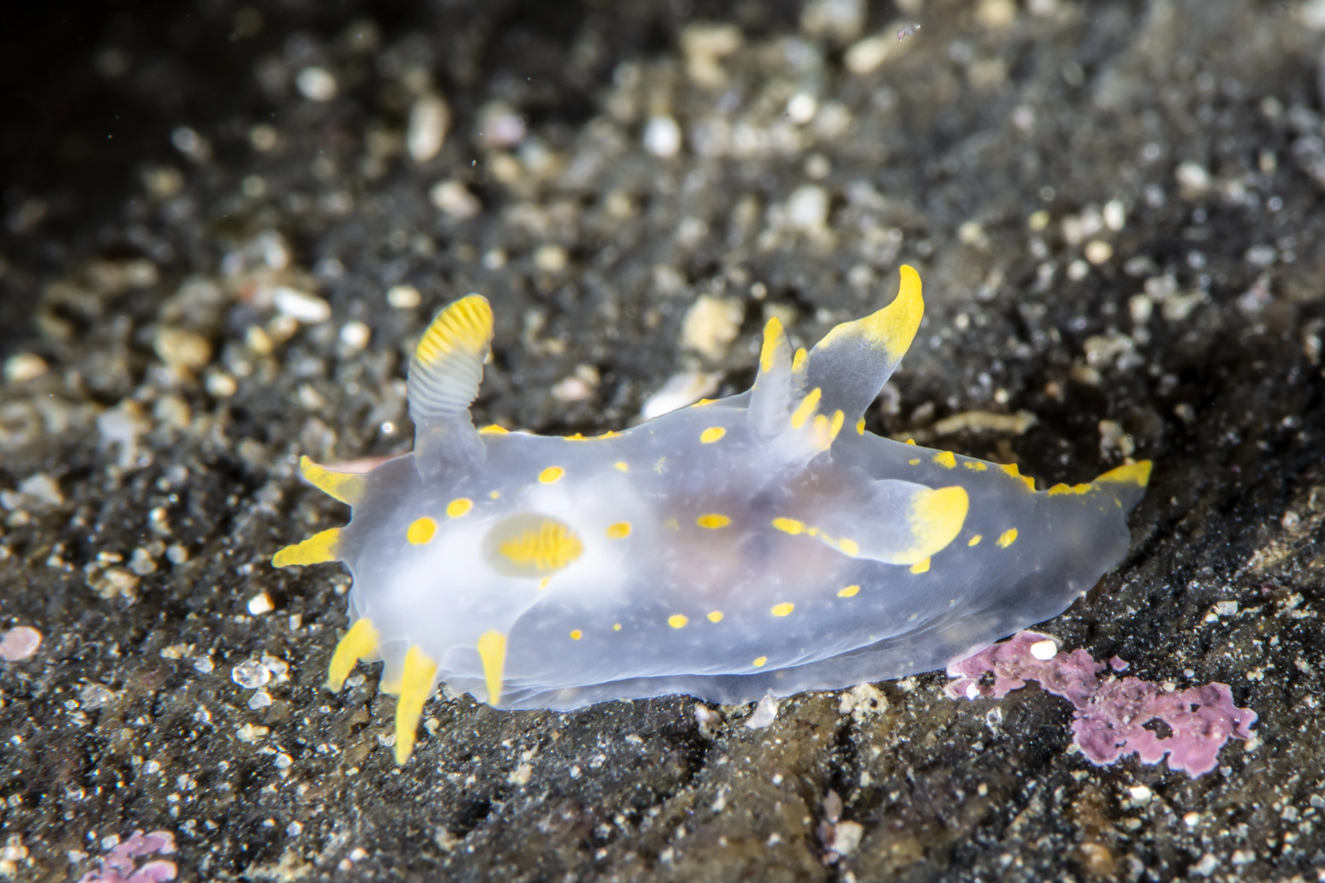 : Polycera quadrilineata.