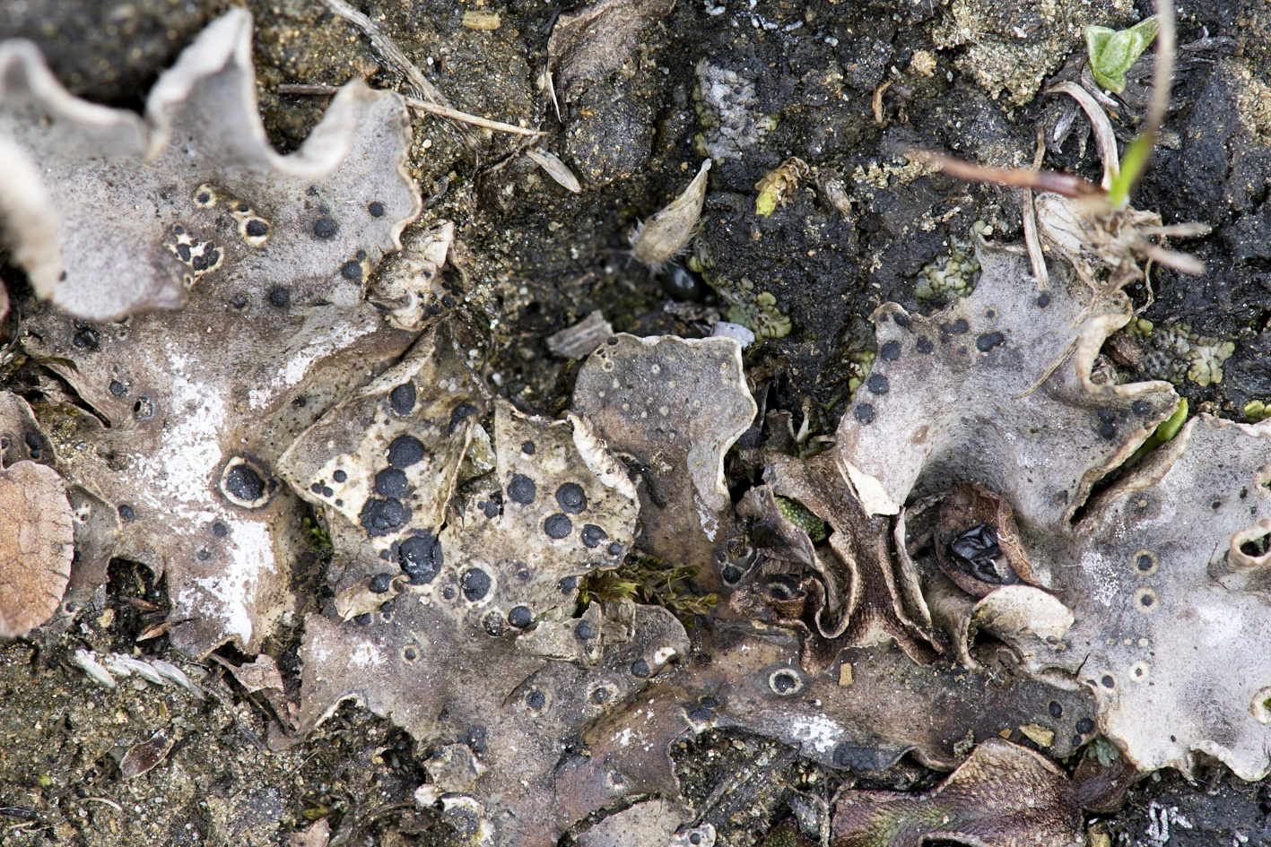 : Arthonia peltigerae. : Arthonia peltigerea. : Arthonia peltigerae. : Peltigera rufescens.