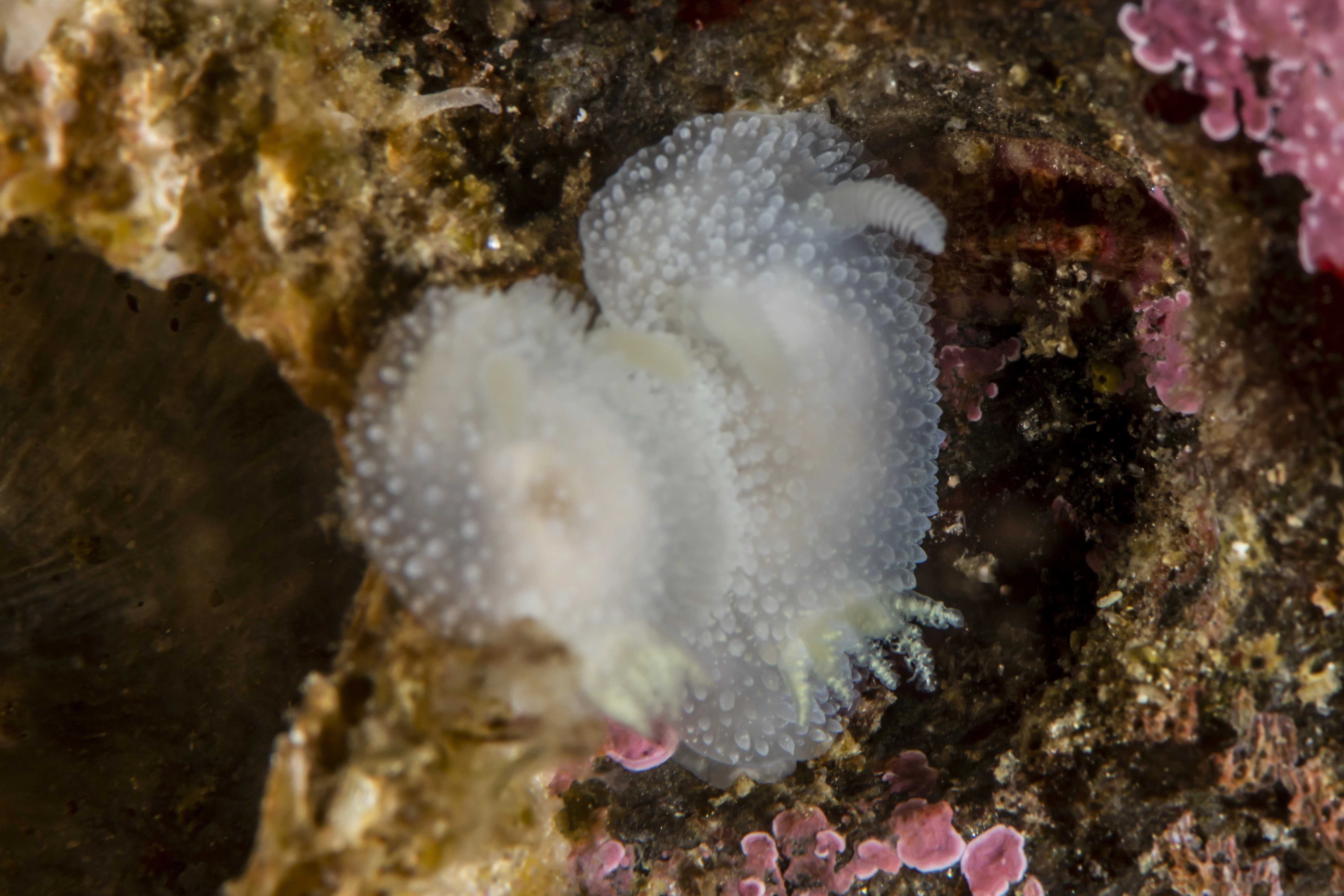 : Acanthodoris pilosa.