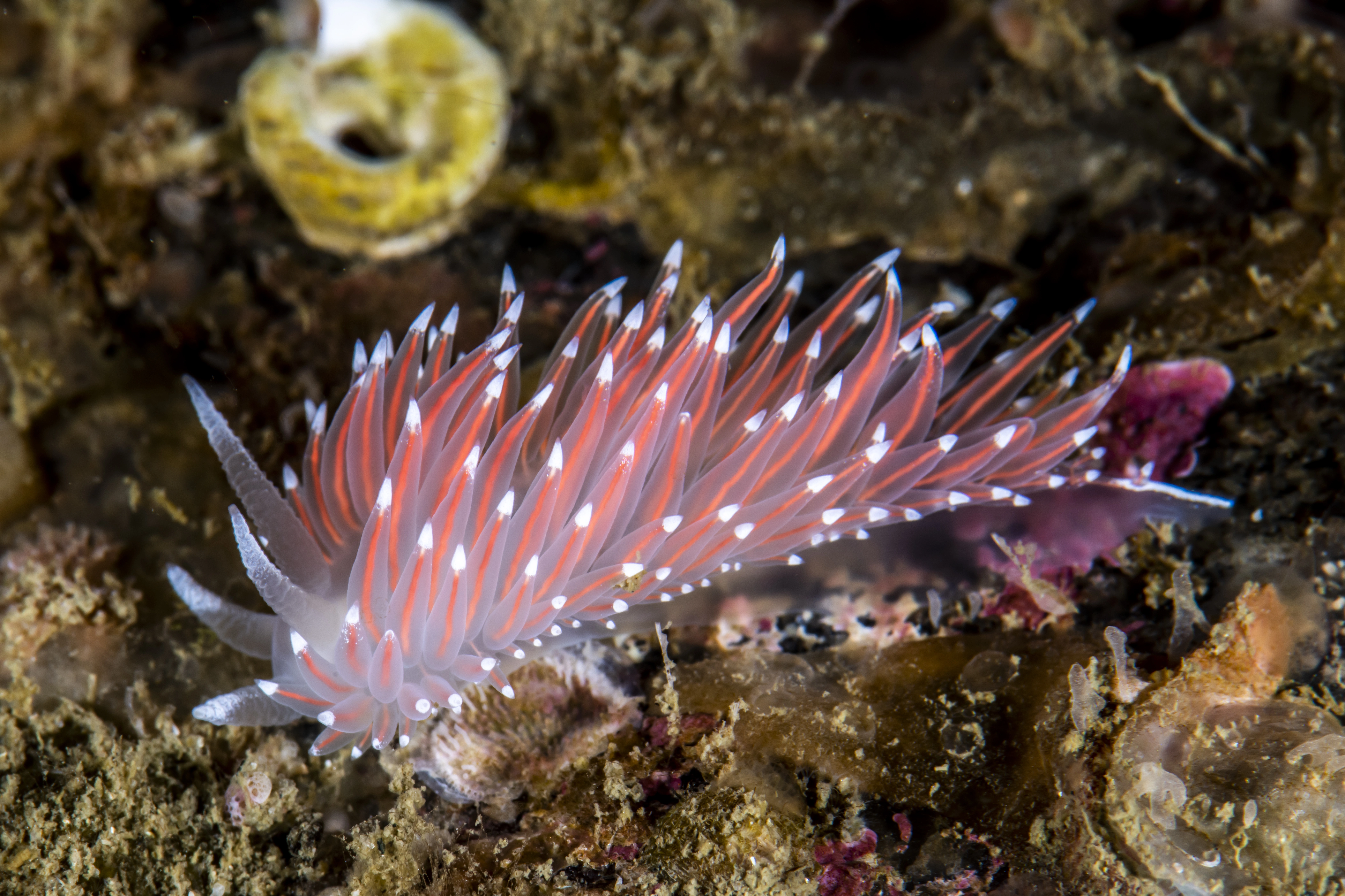 : Coryphella nobilis.