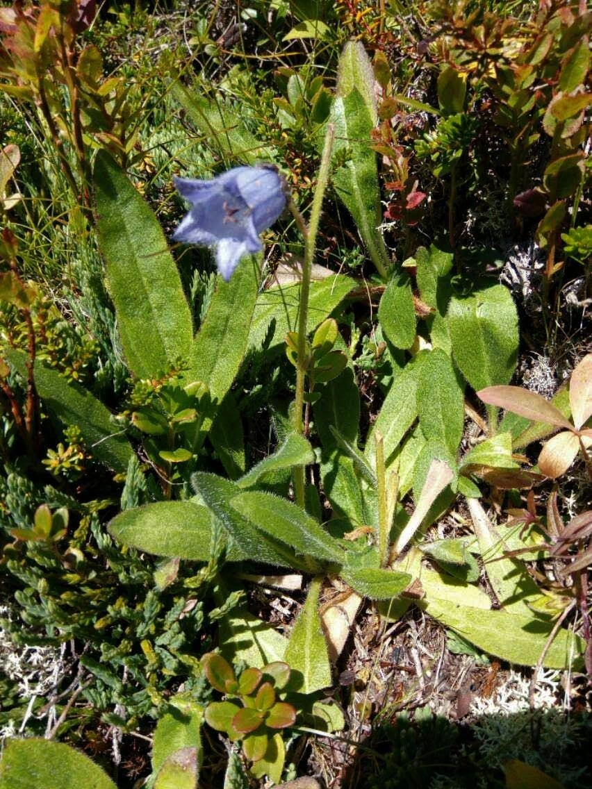 : Campanula barbata.