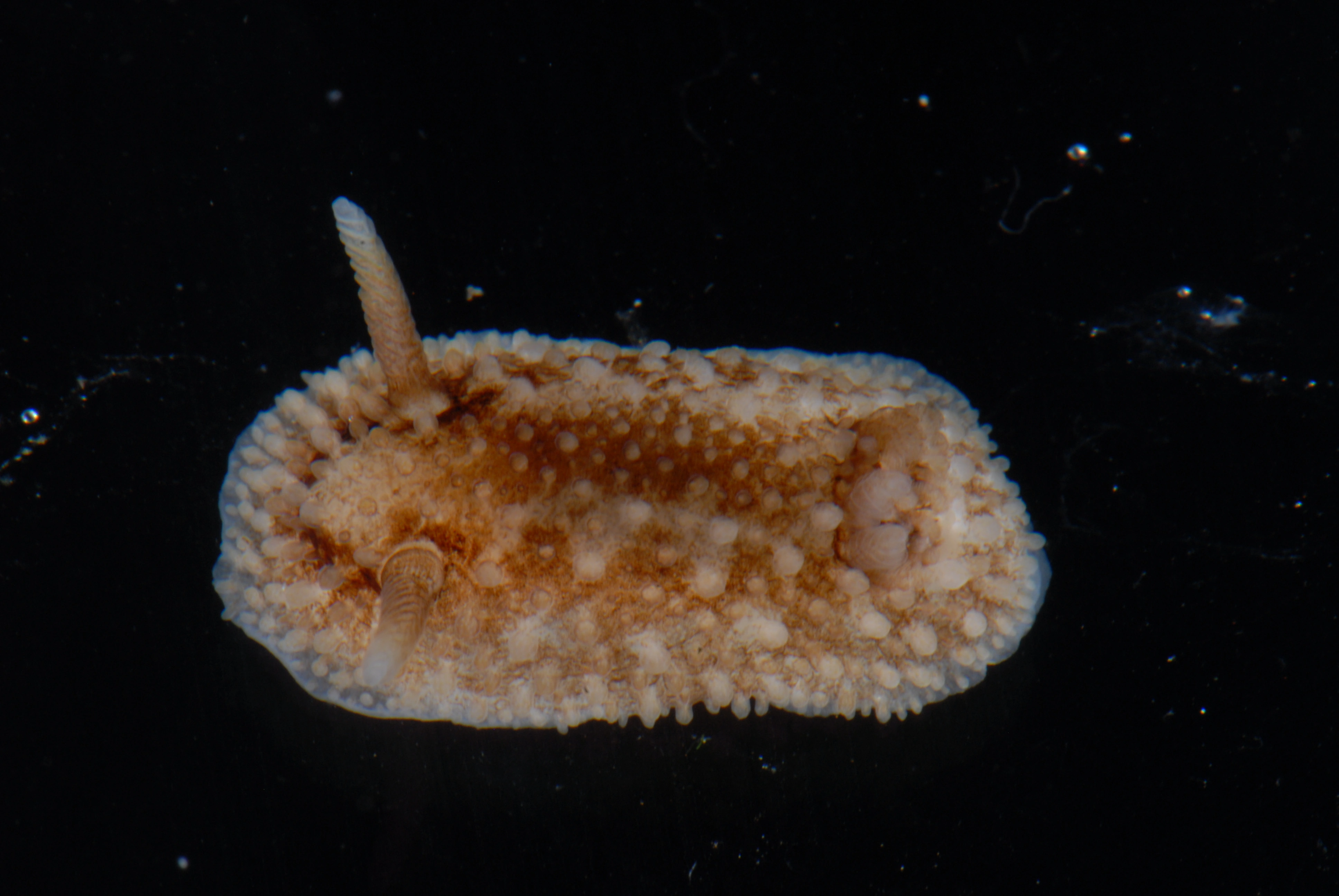 : Onchidoris bilamellata.