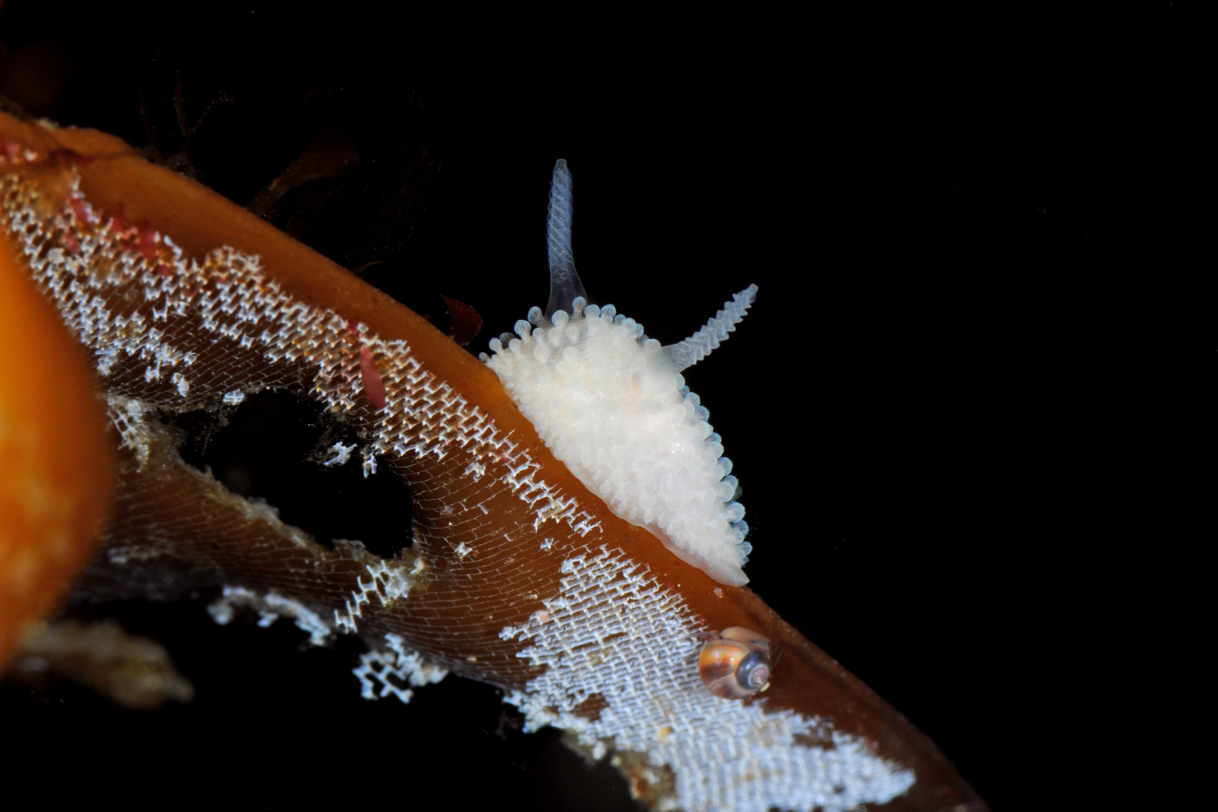 : Onchidoris muricata.