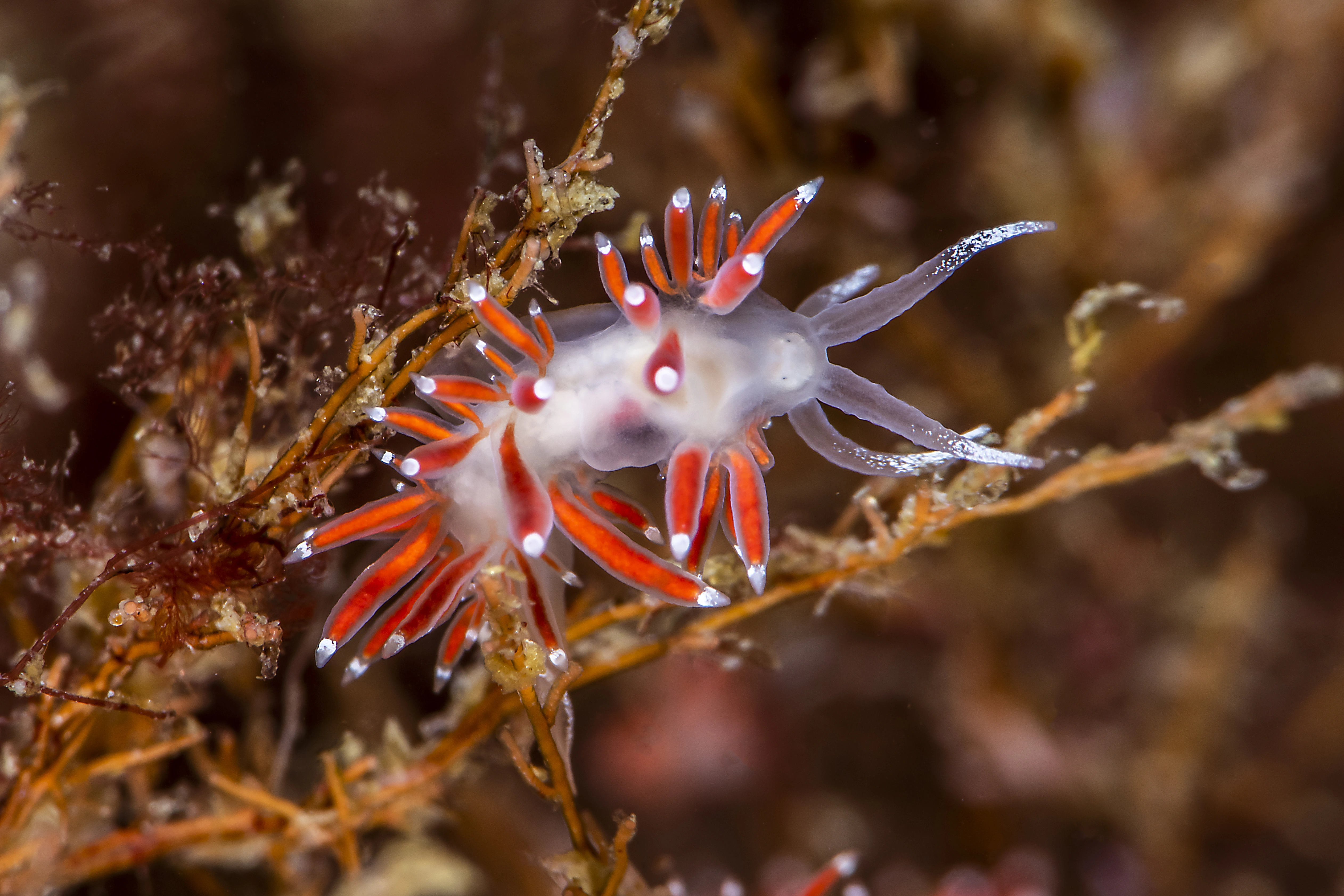 : Coryphella gracilis.