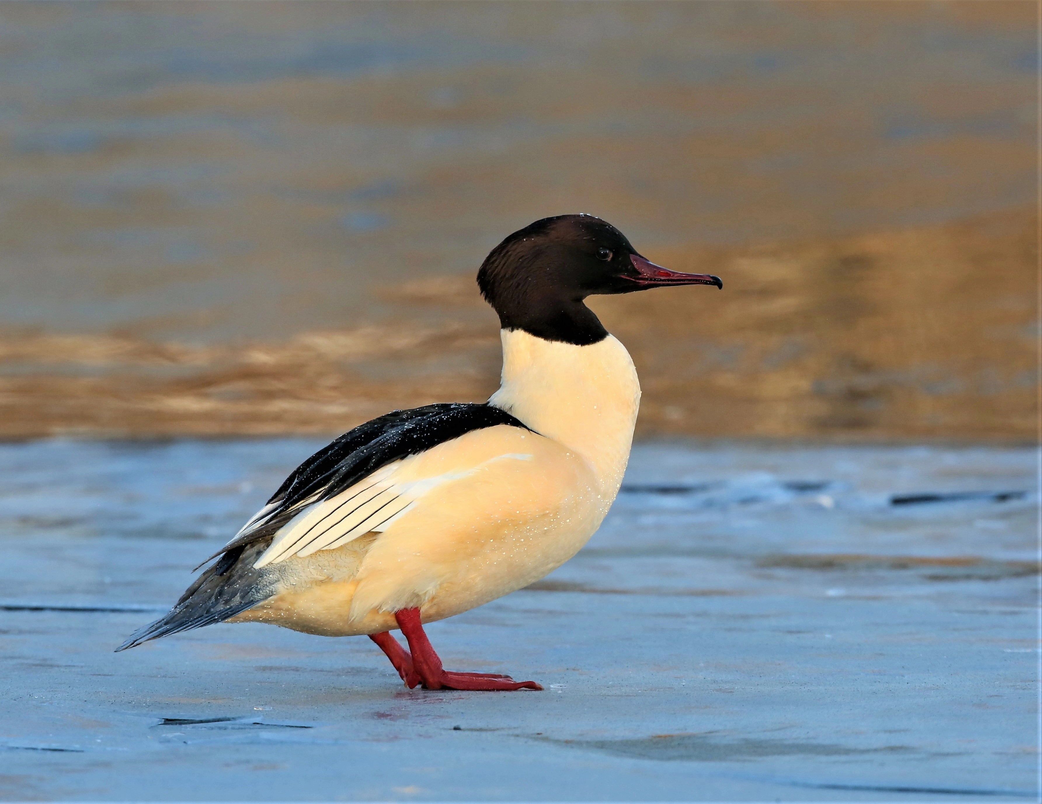 : Mergus merganser.