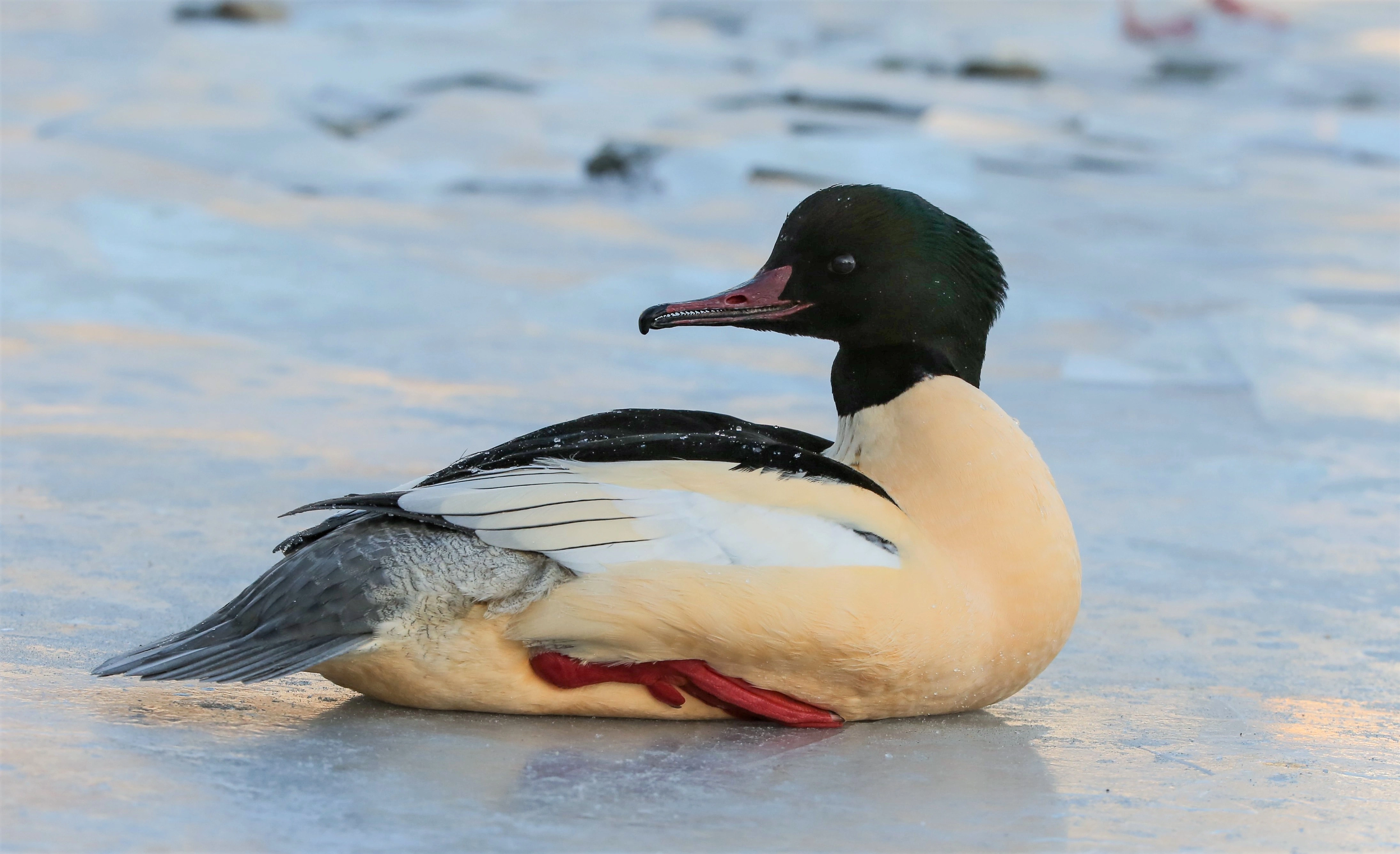 : Mergus merganser.