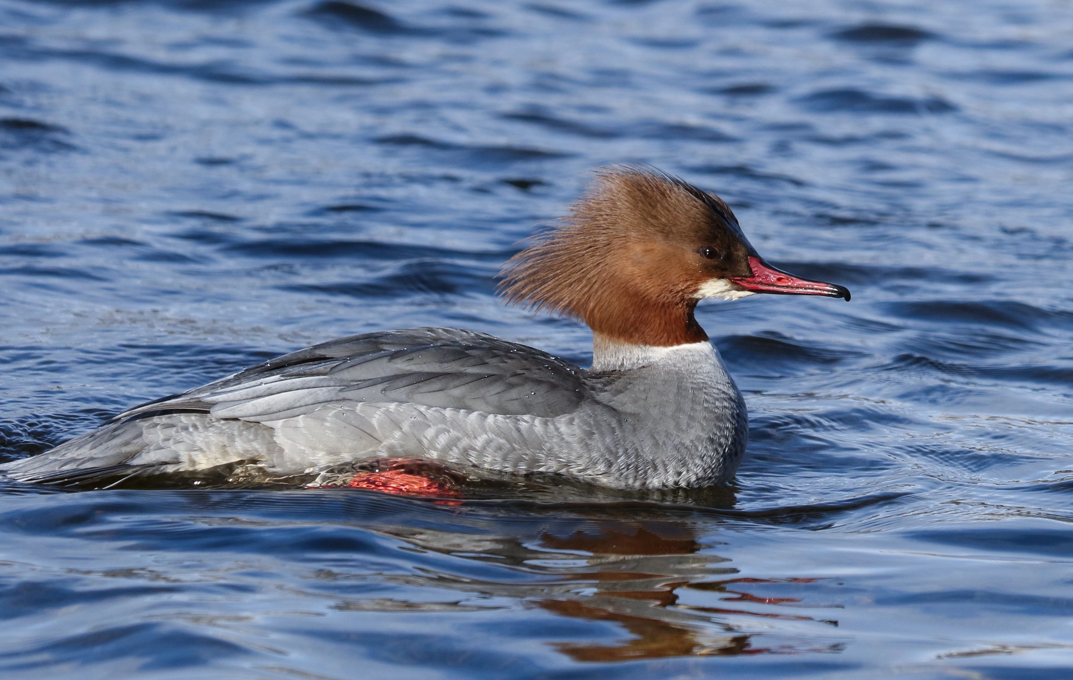 : Mergus merganser.