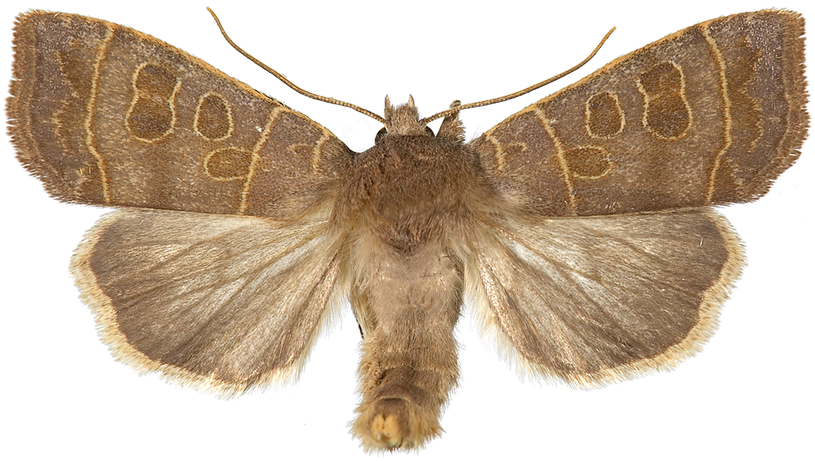 : Ipimorpha subtusa.