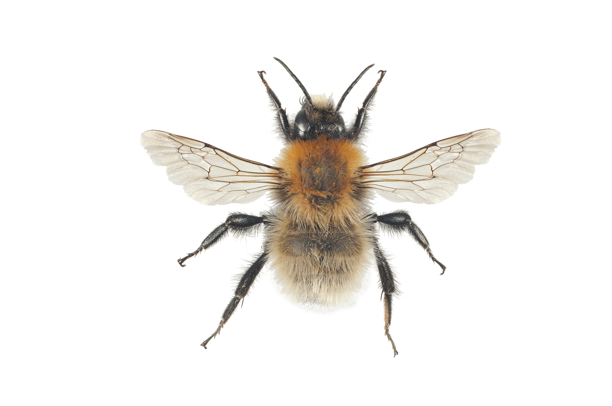 : Bombus (Thoracobombus) muscorum.