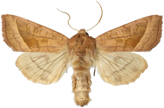 brunt stengelfly