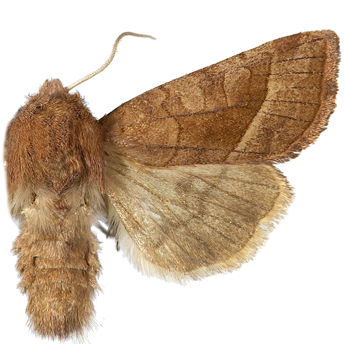 : Hydraecia micacea.