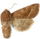 : Hydraecia micacea.