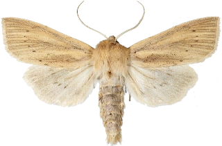 takrørfly