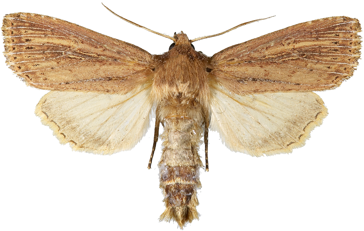 : Nonagria typhae.