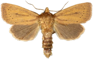 irisrørfly