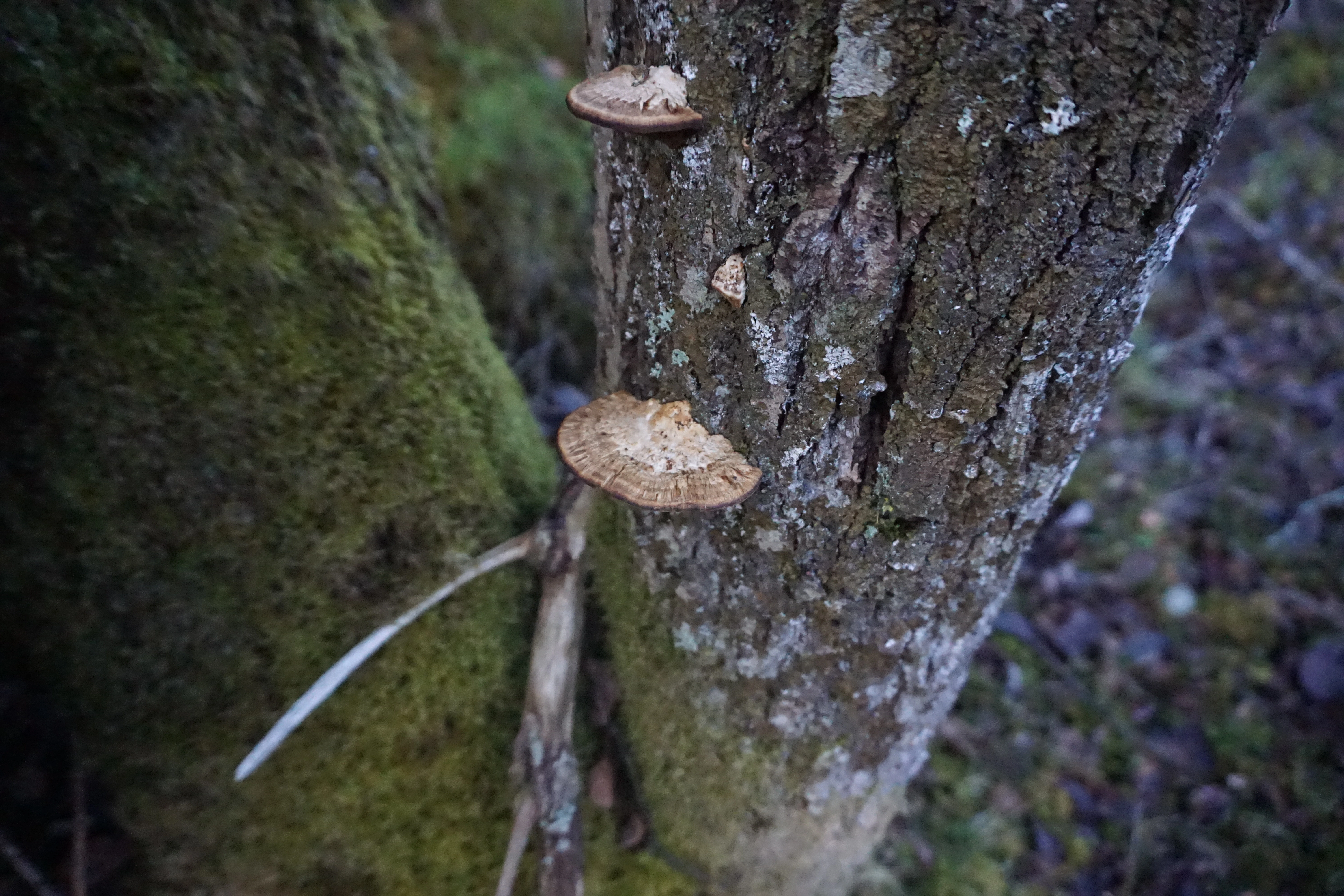 : Daedaleopsis confragosa.