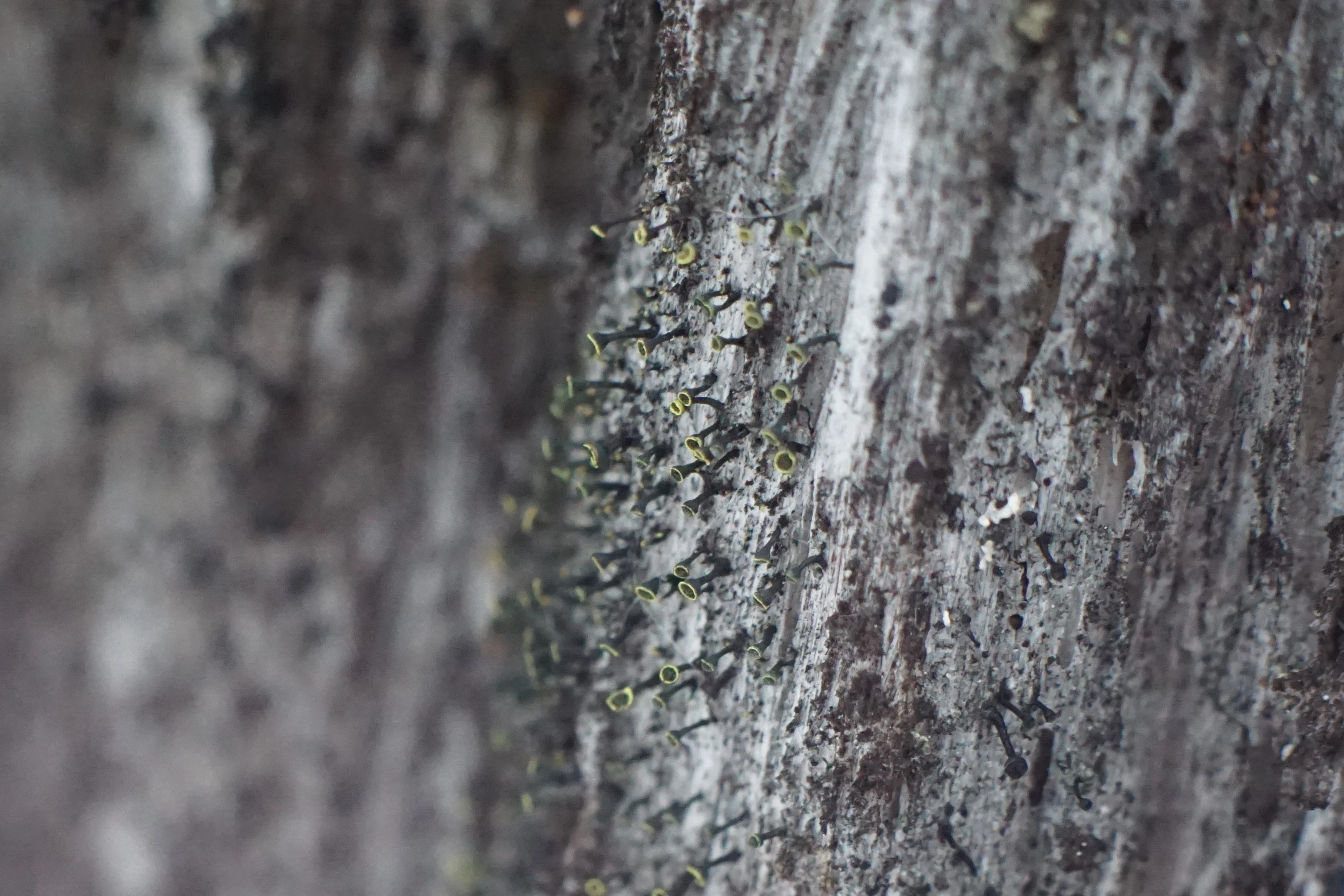 : Calicium trabinellum.