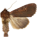 : Apamea crenata.