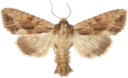 : Apamea monoglypha.