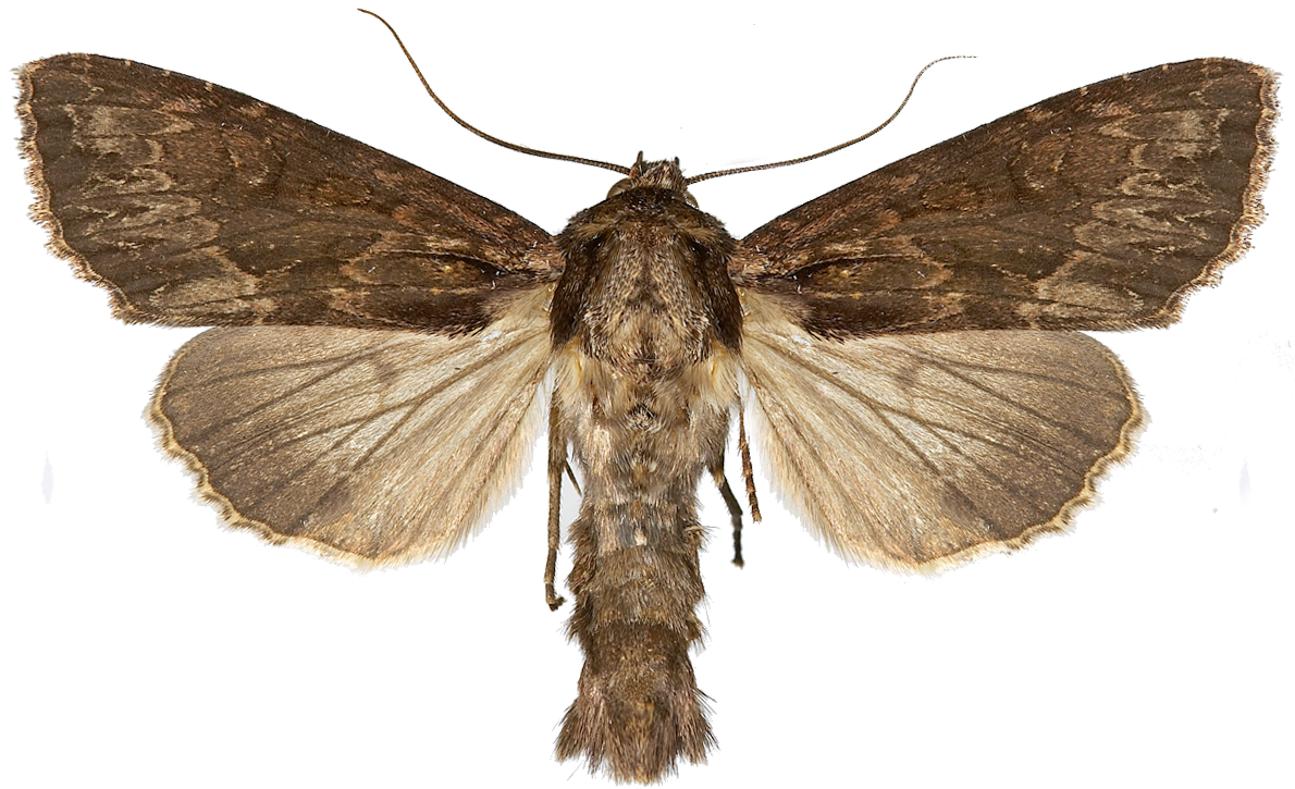 : Apamea monoglypha.