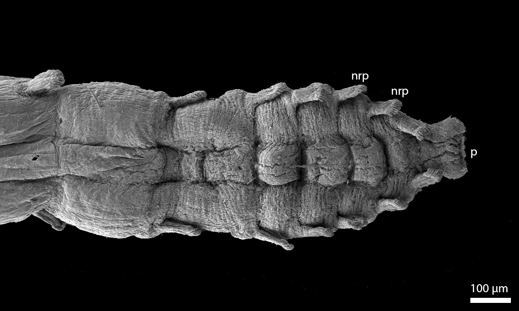 : Anobothrus gracilis.