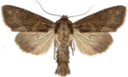 : Apamea monoglypha.