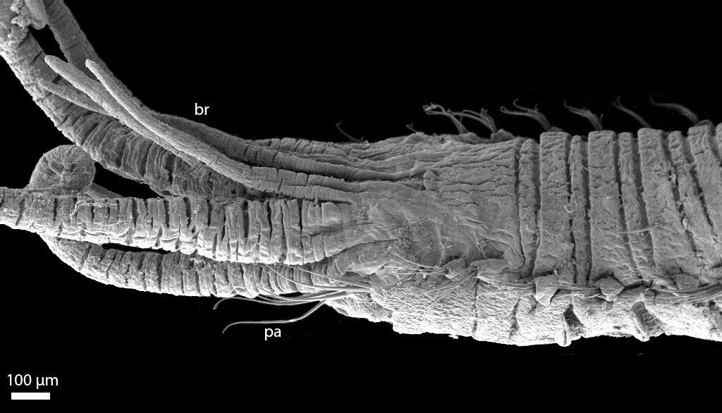 : Anobothrus gracilis.