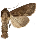 : Apamea monoglypha.