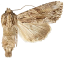 : Apamea monoglypha.