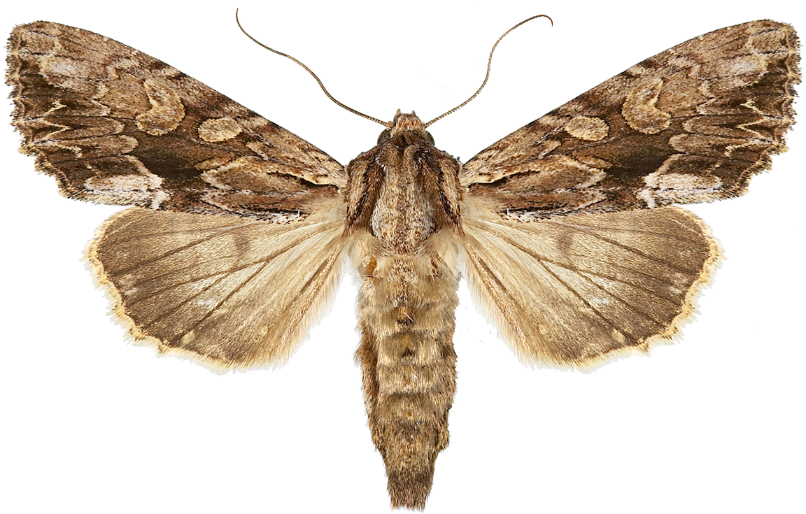 : Apamea monoglypha.