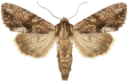 : Apamea monoglypha.