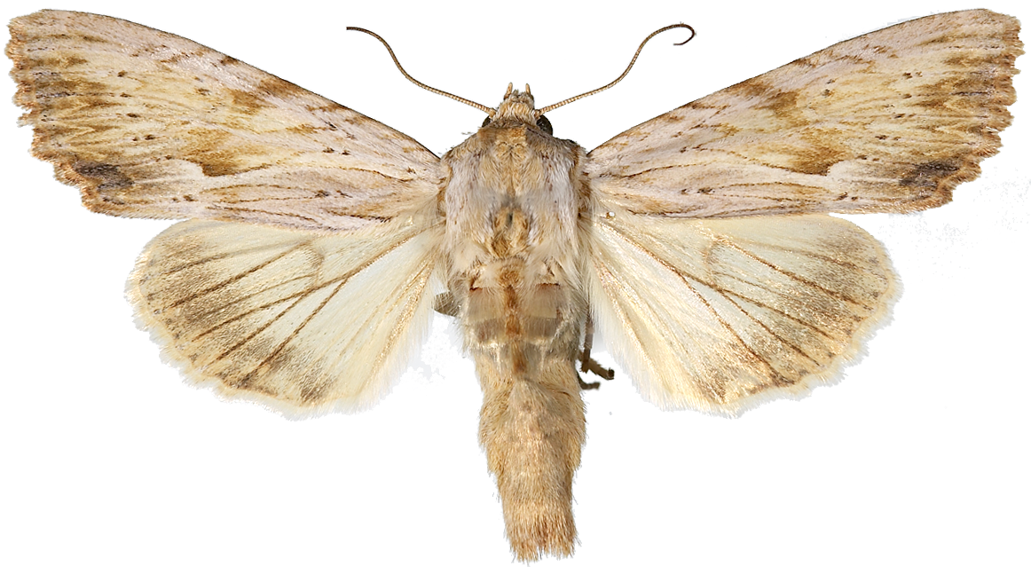 : Apamea lithoxylaea.