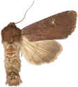 : Apamea lateritia.