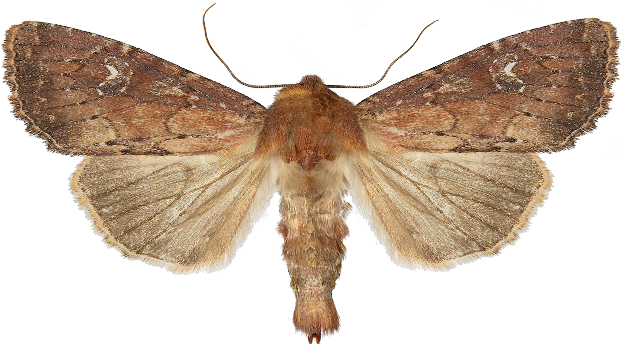 : Apamea lateritia.