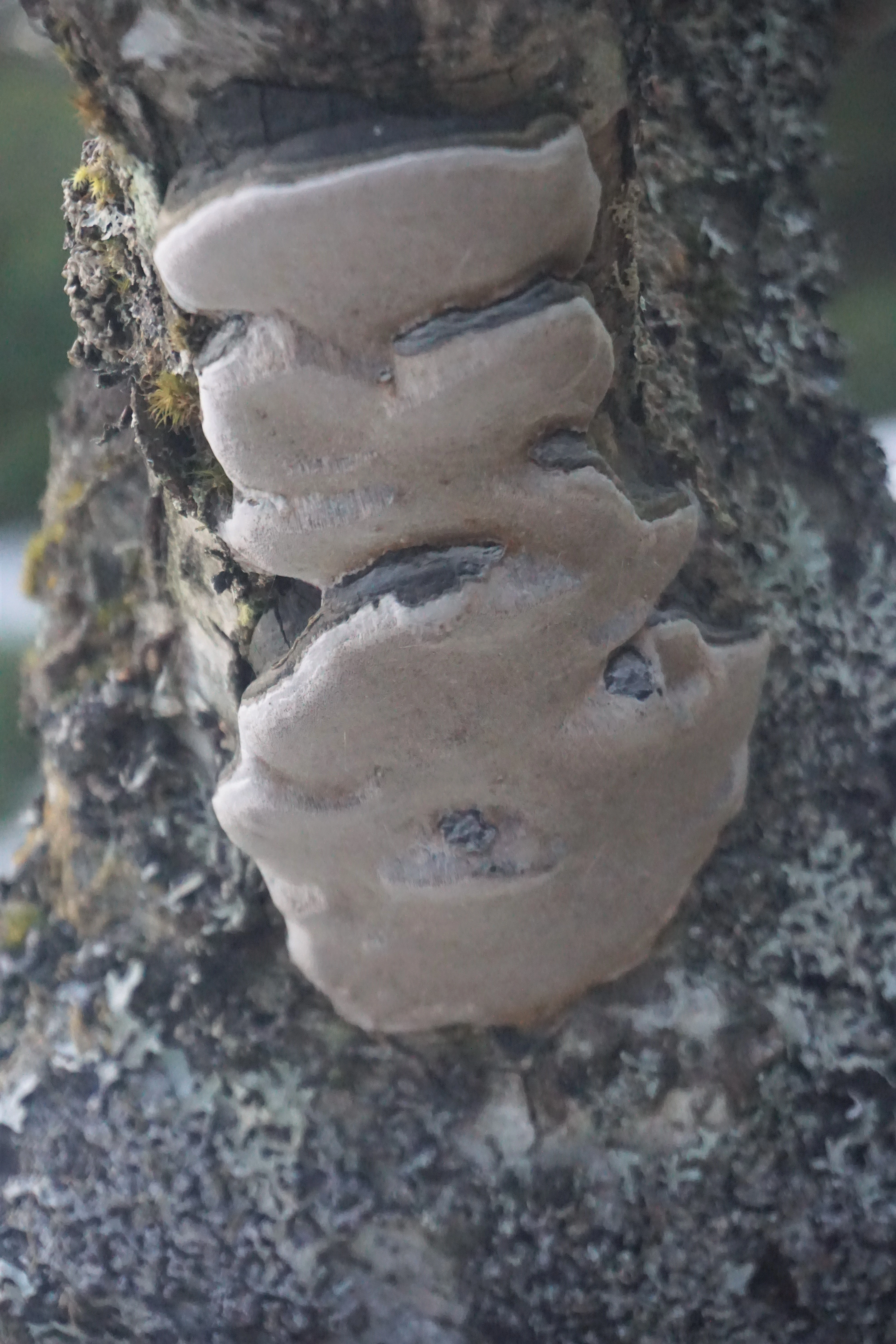 : Phellinus lundellii.