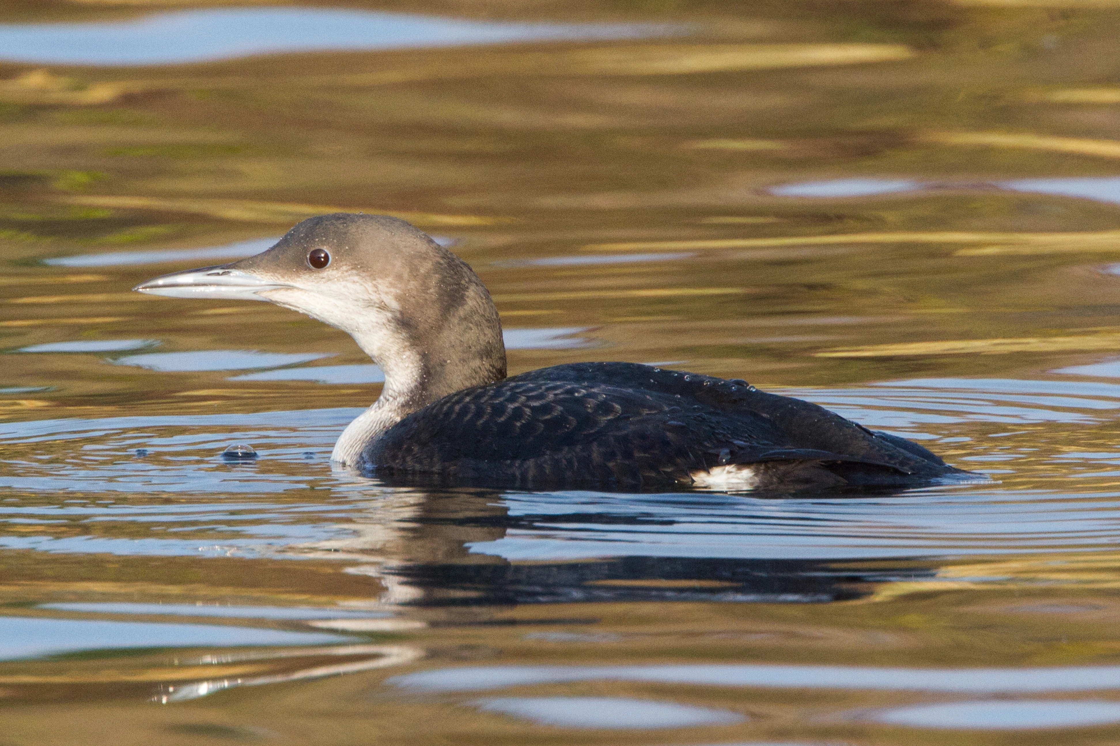 : Gavia arctica.