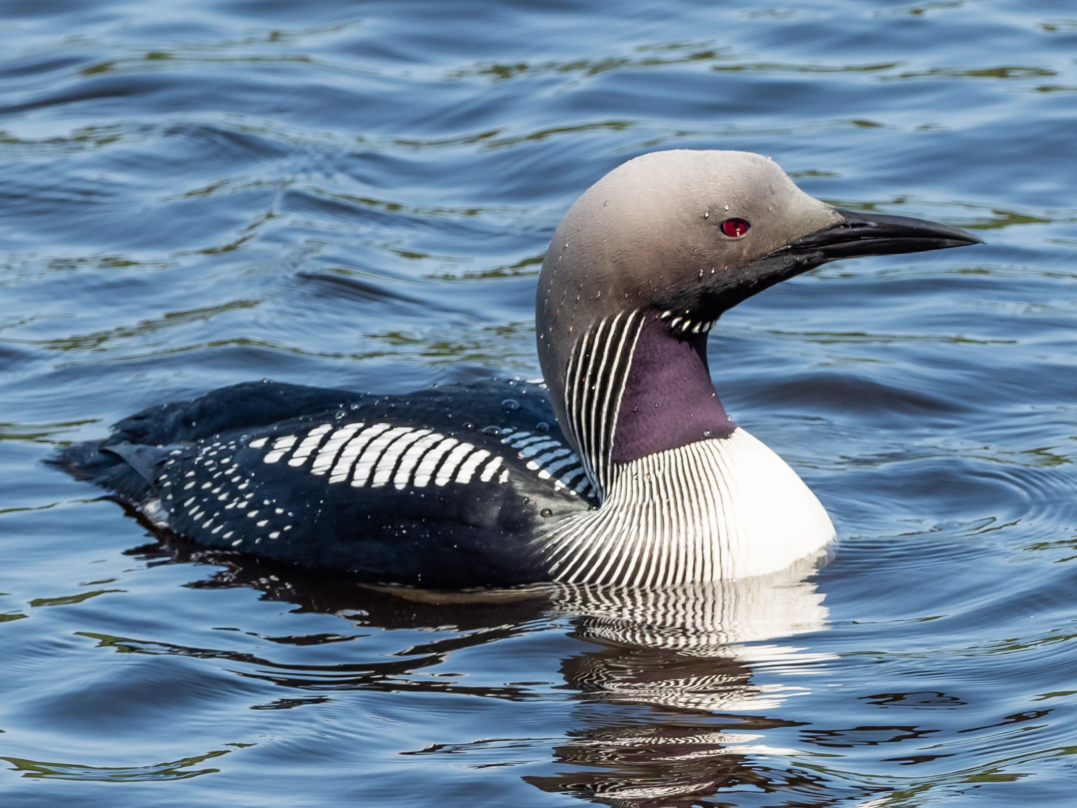 : Gavia arctica.