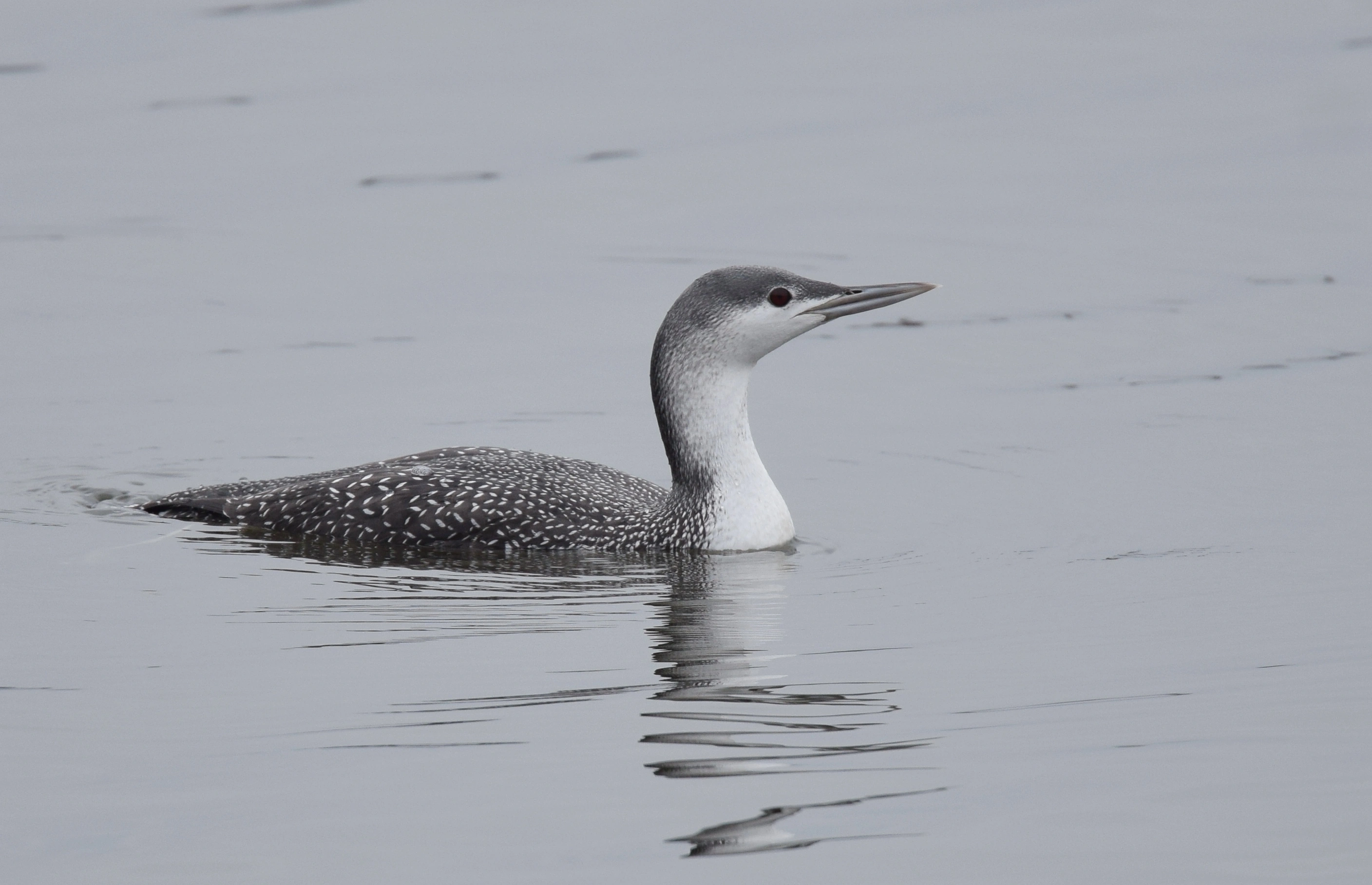 : Gavia stellata.