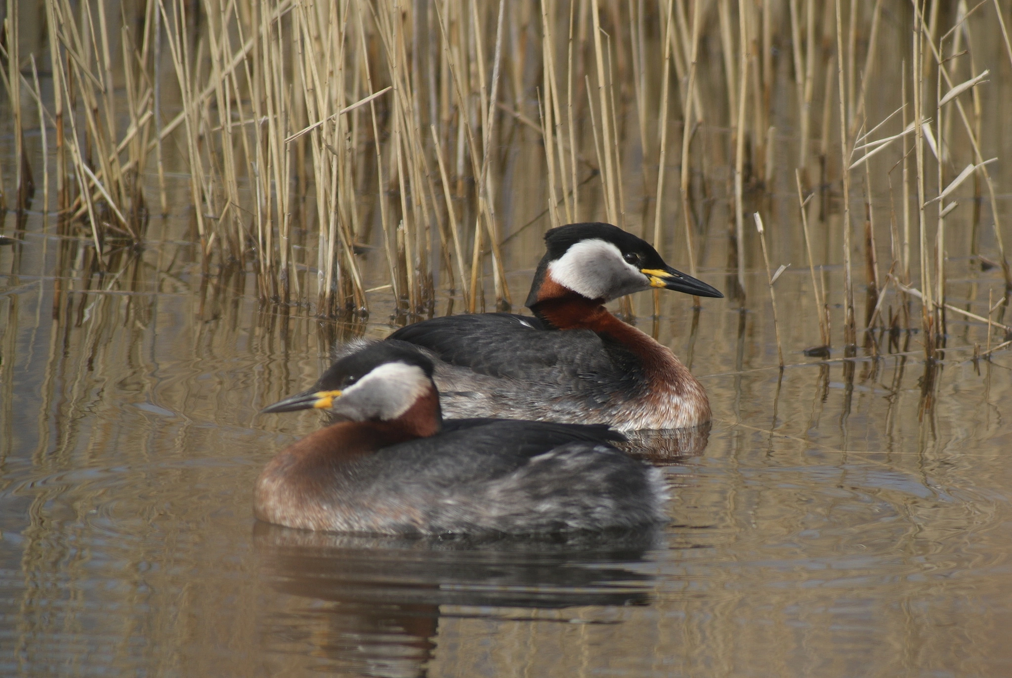 : Podiceps grisegena.