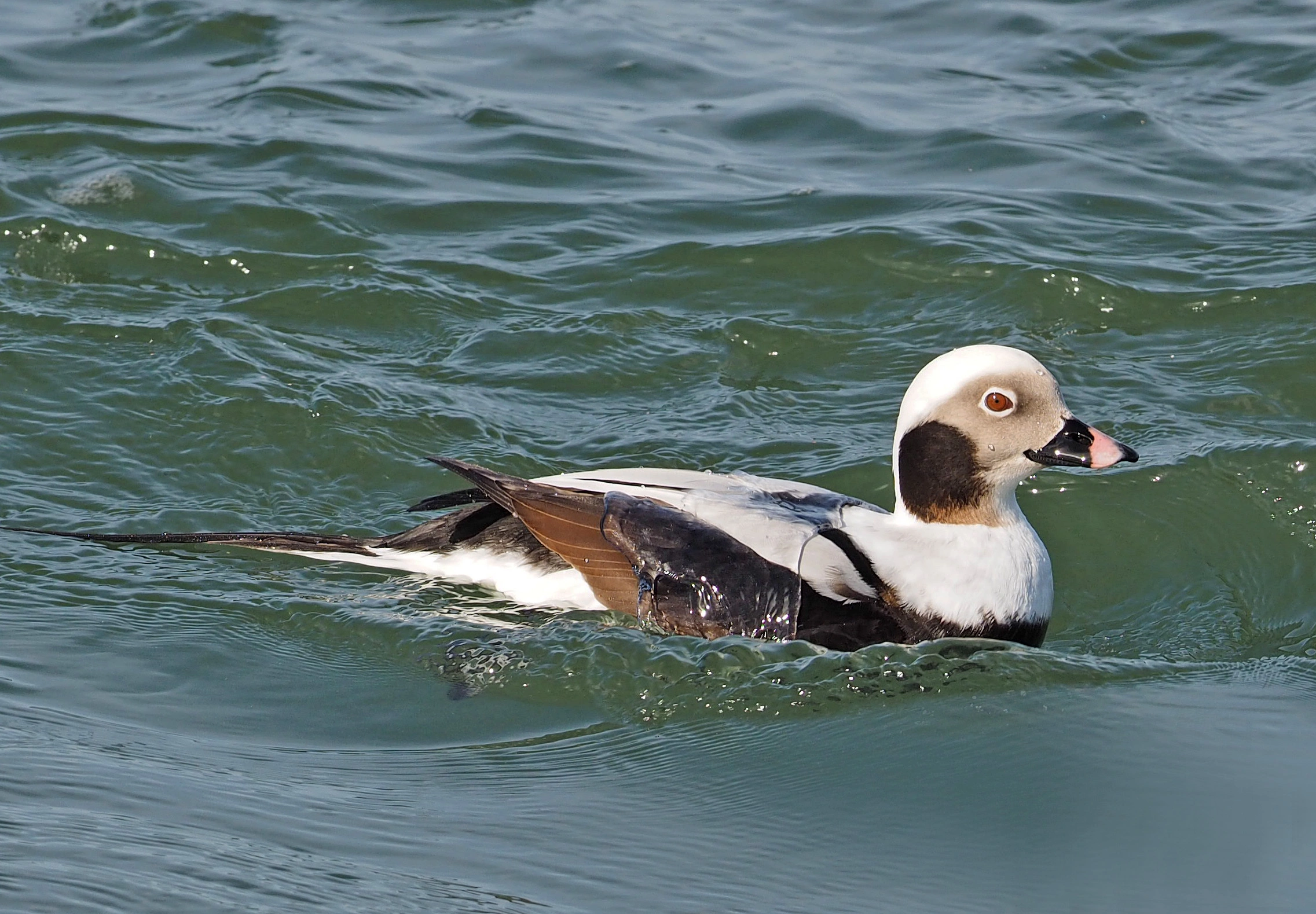 : Clangula hyemalis.