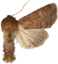 : Apamea kuusamoensis.