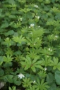 : Galium odoratum.