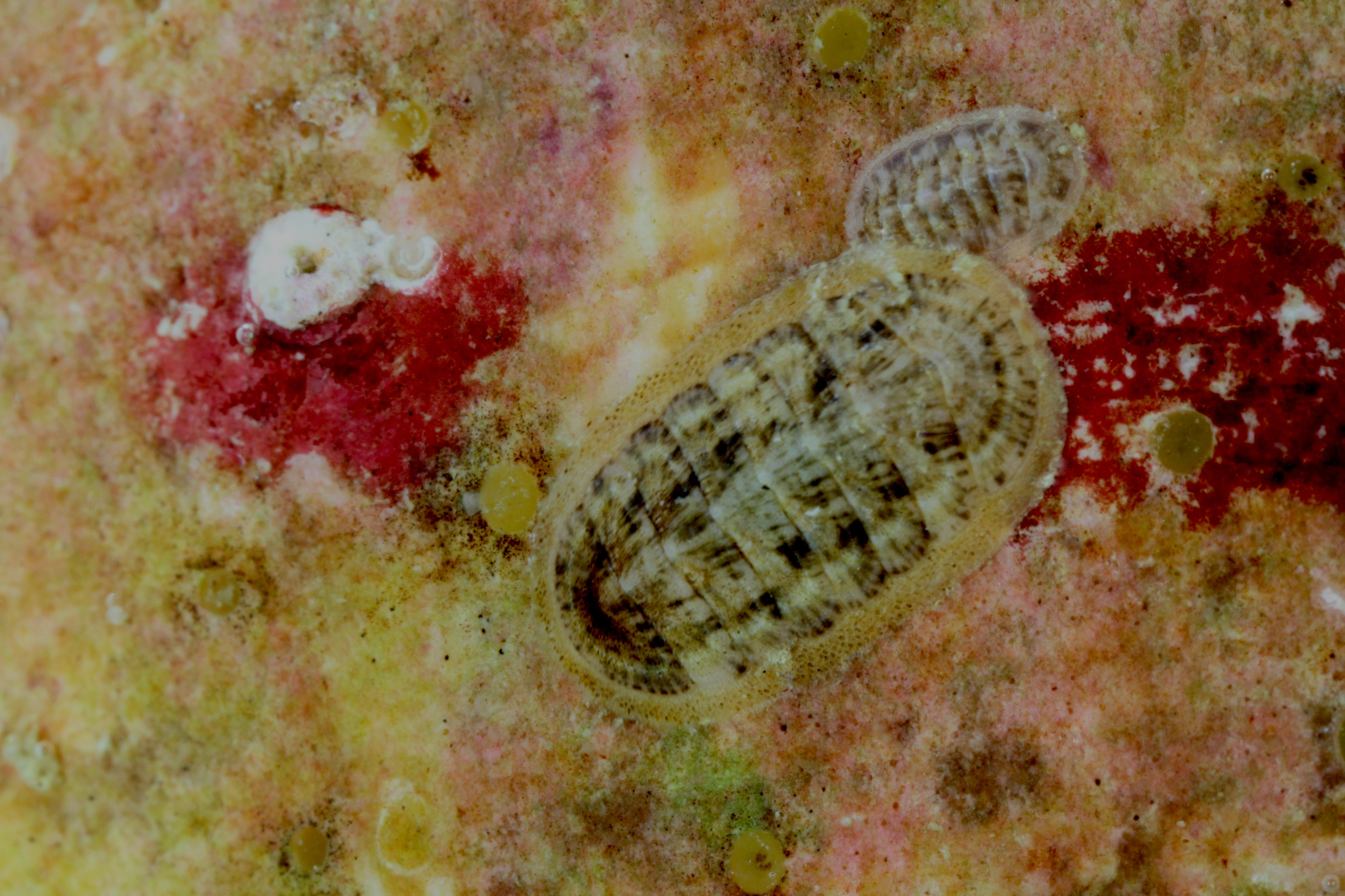 : Leptochiton asellus.