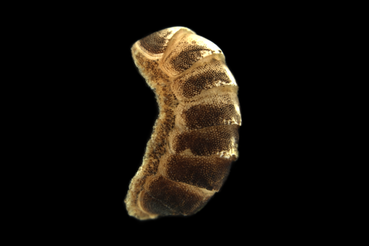 : Leptochiton sarsi.